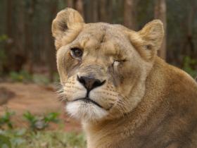 Bella, our resident one-eyed lion, rescued from appalling conditions in a Romanian zoo
