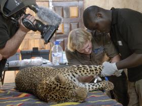 Our vet operating on Kambuku the Leopard