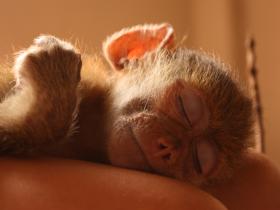 An orphaned Yellow baboon getting some shut eye