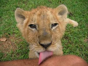 Lion cub, Antelope Park, Zimbabwe