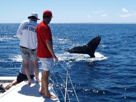 Humpback Whales migrate along the Ningaloo coast June - October