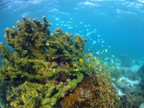 Snorkel through pristine coral reef