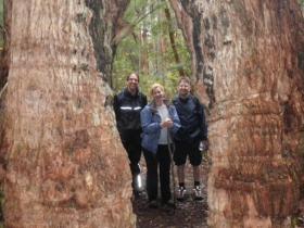 Tingle Tree on the Bibbulmun Track