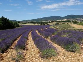 At times, it feels like you are rider through lavender!