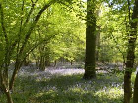 Our beautiful bluebells!