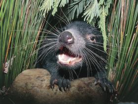 Tasmania wildlife holiday, Australia