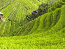 The Longji Rice Terraces