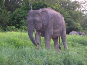 Borneo holiday, culture and wildlife