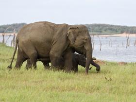 Sri Lanka wildlife tour