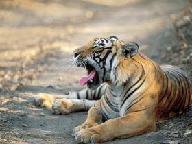 Tiger safari and cricket in India