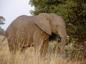 Kruger National Park wildlife holiday, South Africa
