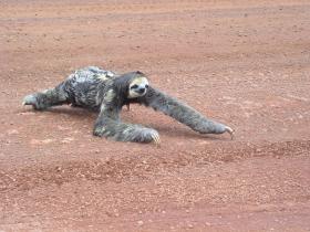 A sloth