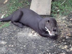 Otter at Karanambu