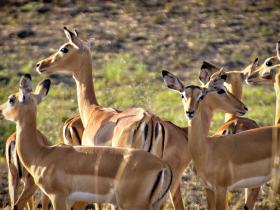 Tailormade Uganda safari