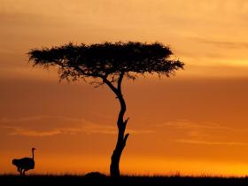 Kenya and Tanzania safari holiday