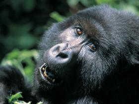 Uganda gorillas and wildlife holiday