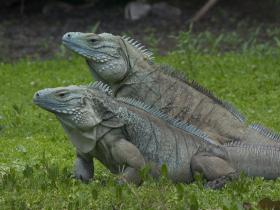Blue Iguana Cayman Islands tour