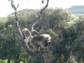 Ethiopia wildlife safari holiday