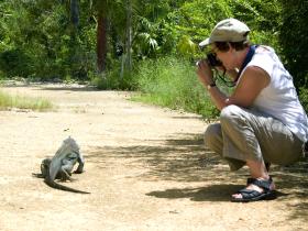 Iguanas wild in the QE II Botanic Park are very used to cameras!