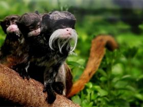 Bearded tamarin monkey, Manu