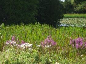 The Lake in Summer