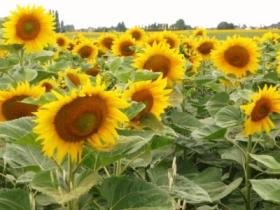 Sunflowers, wildlife, quiet lanes, historic villages, great local, seasonal food & drink bliss...
