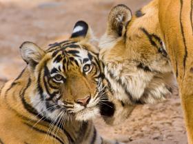 Bandhavgarh tiger and wildlife safari, India