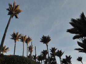 sunset amongst the palm trees
