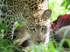 Kruger National Park Leopard
