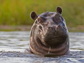 Happy Hippo