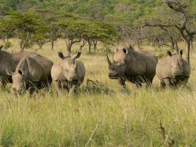 Zululand Rhinos