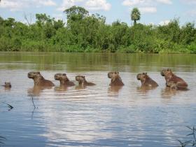 Capybara Family