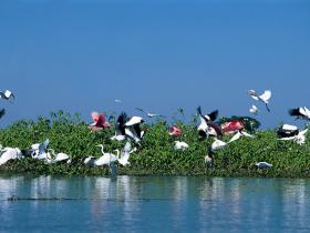 Pantanal Birds