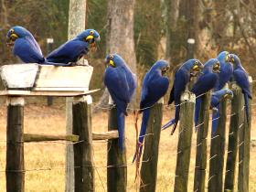 Hyacinth Macaws