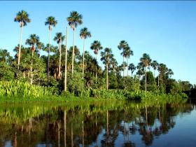 Pantanal River Scene