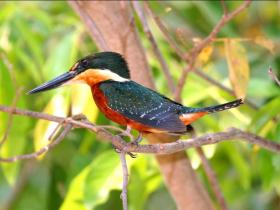 Martin Pescador (Kingfisher)