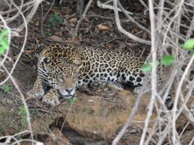 Pantanal Jaguar