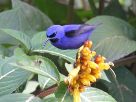 Purple Honeycreeper