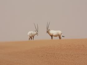 United Arab Emirates volunteering holiday