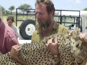 Carrying a sedated cheetah to have a radio collar fitted