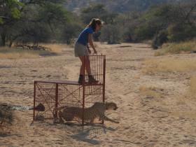 Releasing a cheetah from a box trap