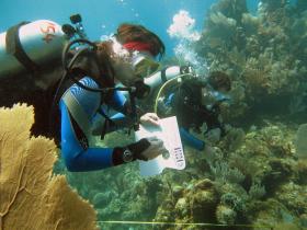 Coral reef conservation holiday in Honduras
