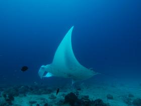 Ray