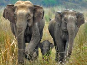 Elephants