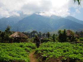 Trekking to the gorillas