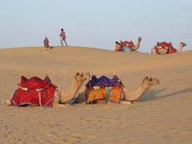 Camels in Jaisalmer