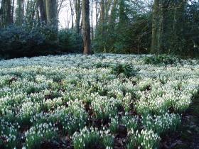 The Snowdrop Grove