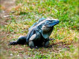 The Endangered Cayman Blue Iguana