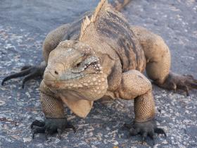 Sister Islands Rock Iquana (cyclura nubila caymanensis)
