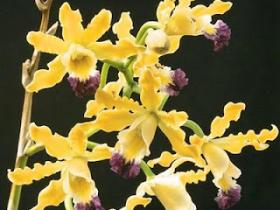 Wild Banana Orchid (Myrmecophila thomsoniana var. minor)